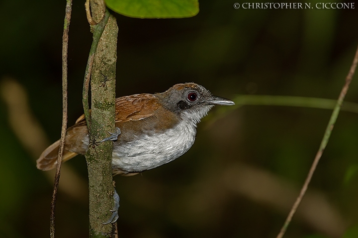 Bicolored Antbird