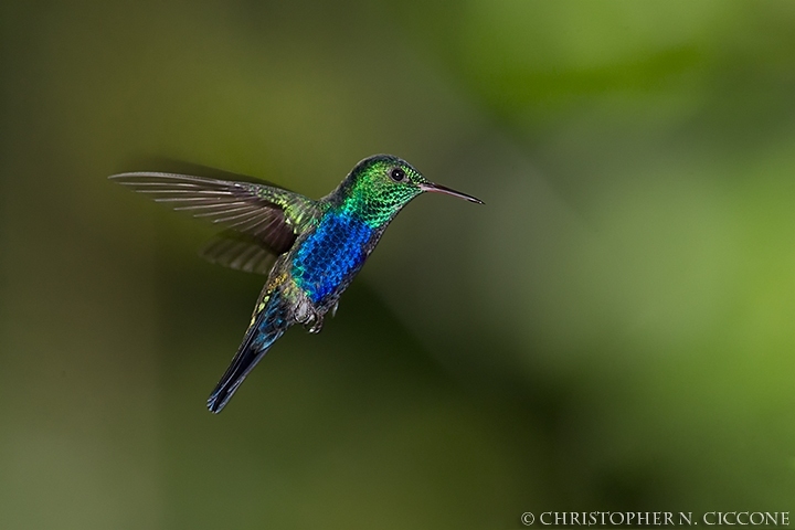 Violet-bellied Hummingbird