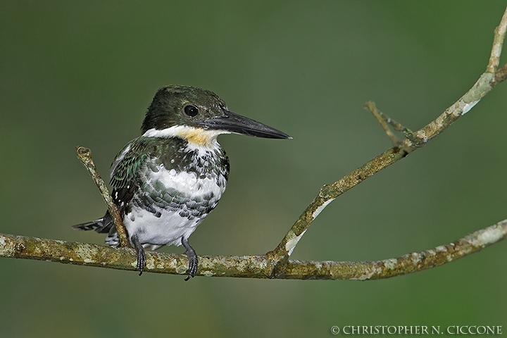 Green Kingfisher