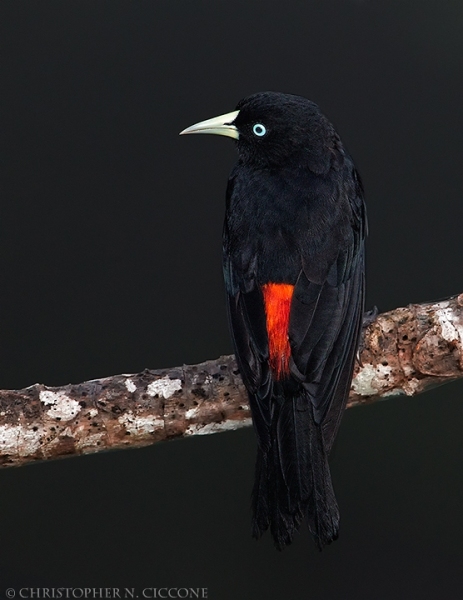 Scarlet-rumped Cacique