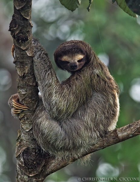 Three-toed Sloth