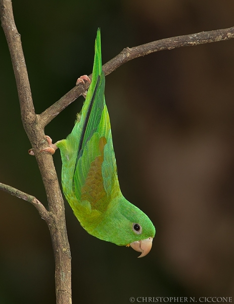 Orange-chinned Parakeet