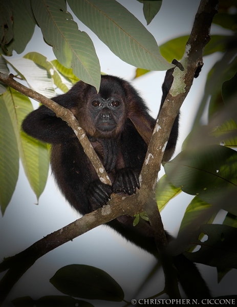 Howler Monkey