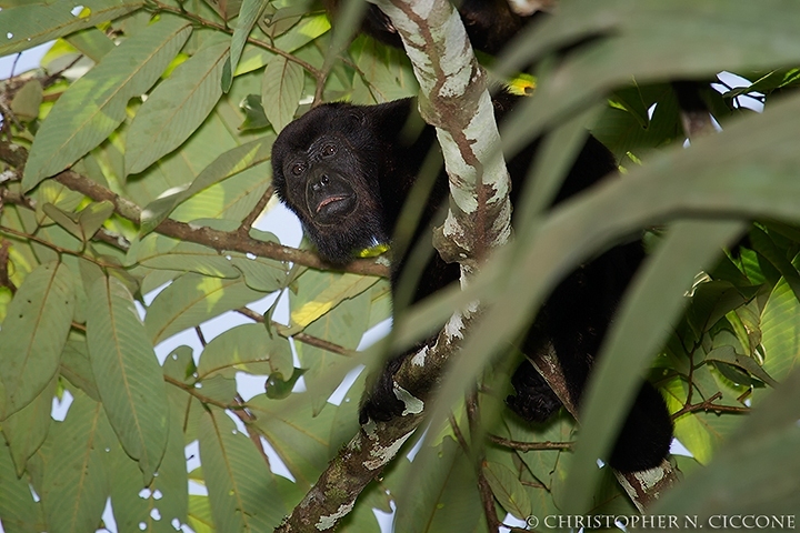 Howler Monkey