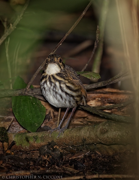 Streak-chested Antpitta