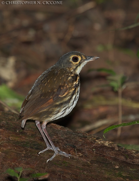 Streak-chested Antpitta