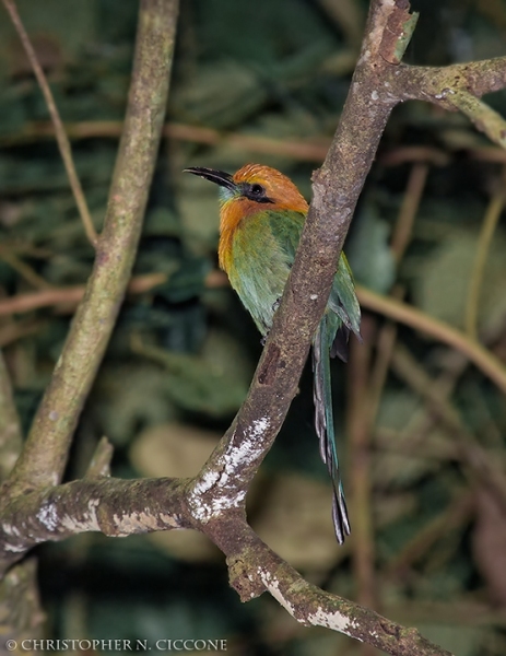 Broad-billed Motmot