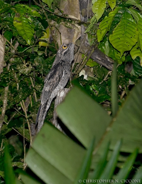 Common Potoo