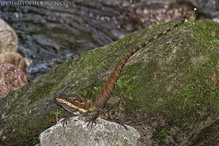 Basilisk Lizard