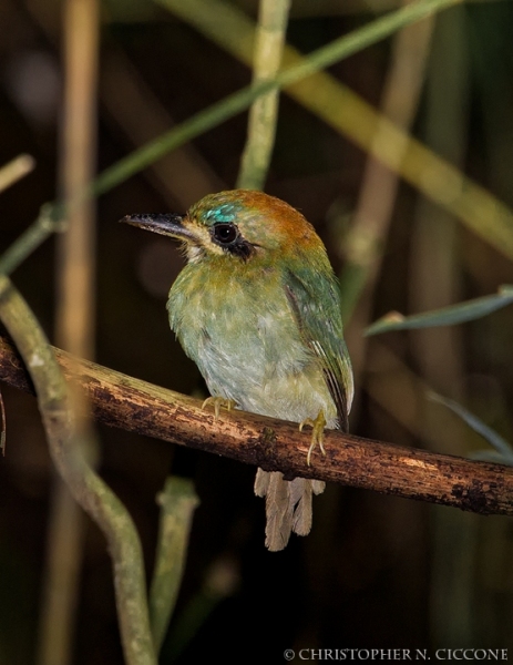 Tody Motmot