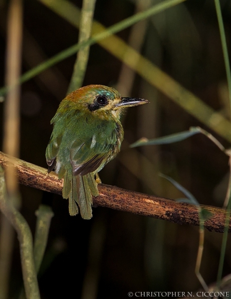 Tody Motmot