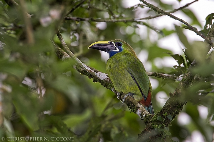 Blue-throated Toucanet