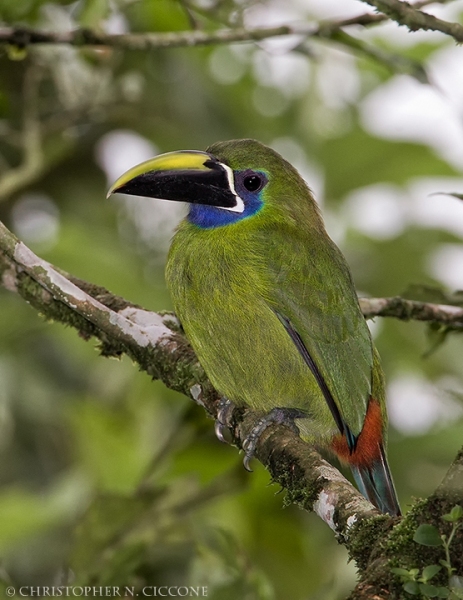 Blue-throated Toucanet