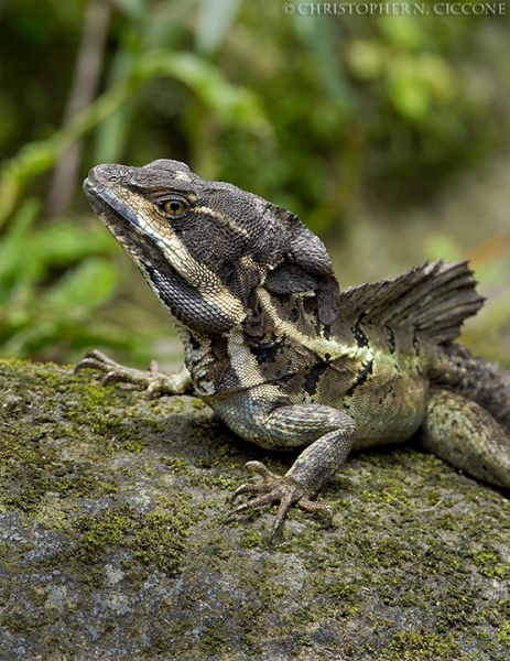 Basilisk Lizard