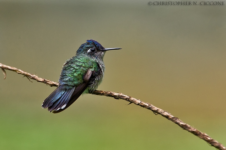 Violet-headed Hummingbird