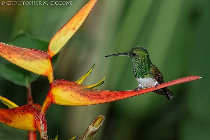 Snowy-bellied Hummingbird