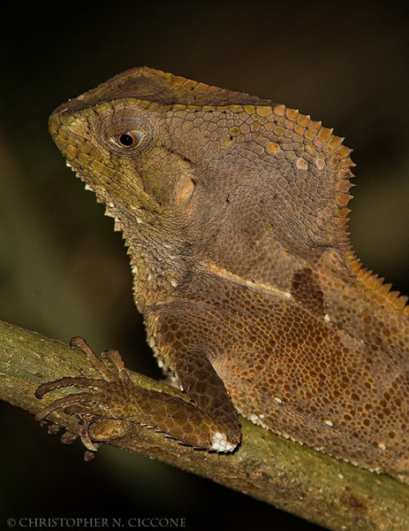 Casque-headed Lizard