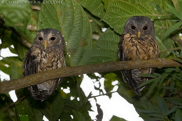 Mottled Owls