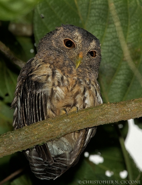 Mottled Owls