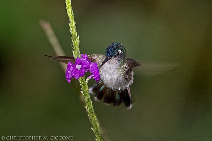 Violet-headed Hummingbird