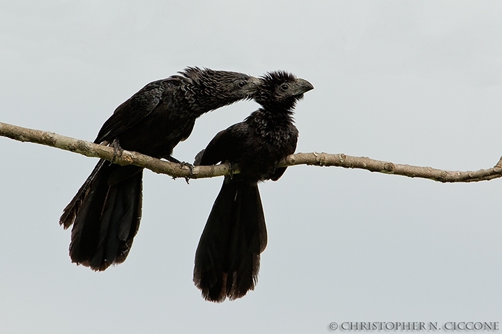 Groove-billed Anis