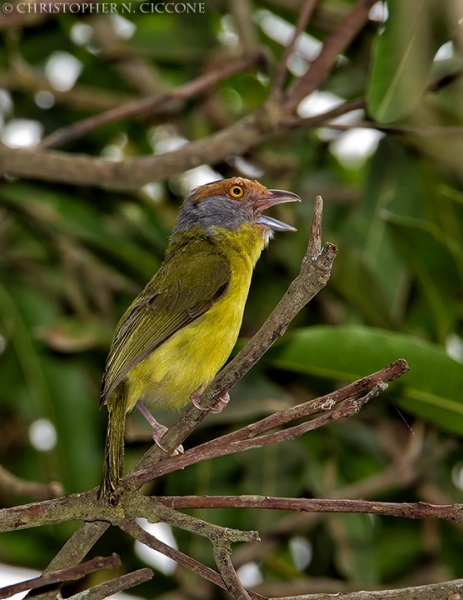 Rufous-browed Peppershrike