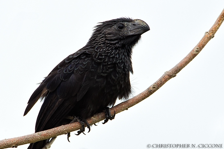 Groove-billed Ani