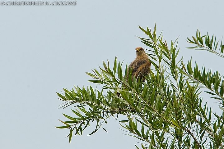 Savannah Hawk