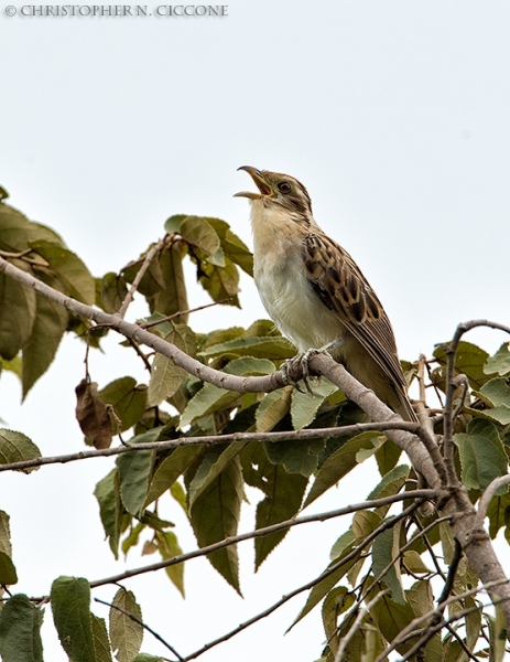 Striped Cuckoo