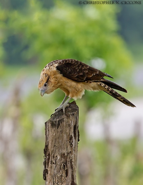 Yellow-headed Caracara