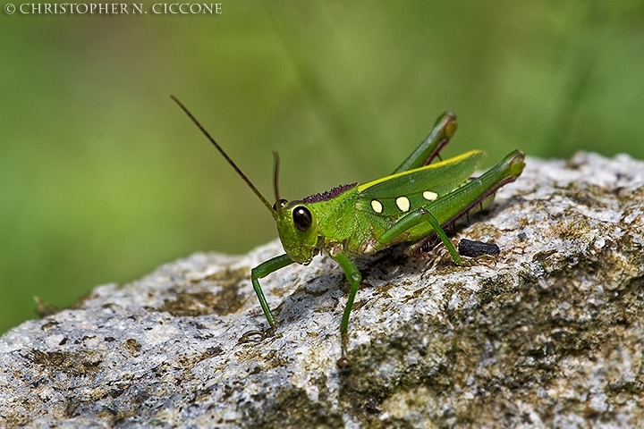 Grasshopper