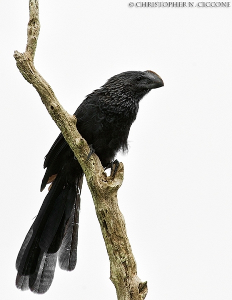 Smooth-billed Ani