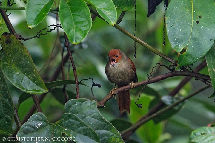 Red-faced Spinetail