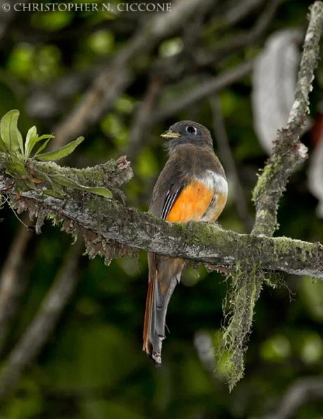 Orange-bellied Trogon