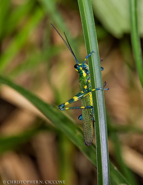 Panamanian Parrot Grasshopper