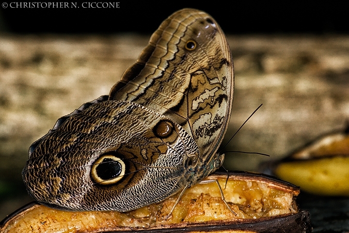 Caligo Butterfly