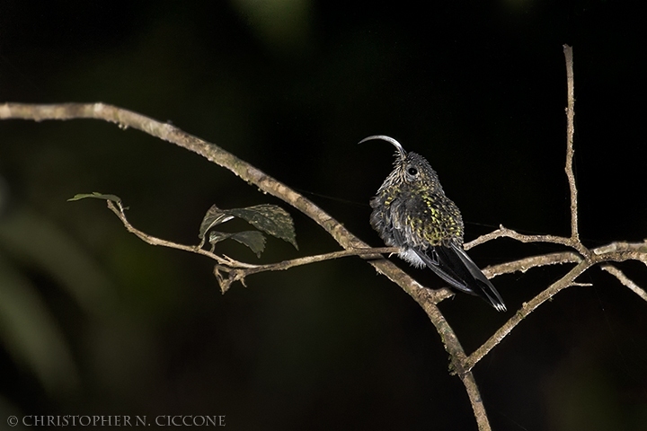 White-tipped Sicklebill