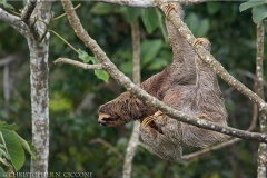 Three-toed Sloth