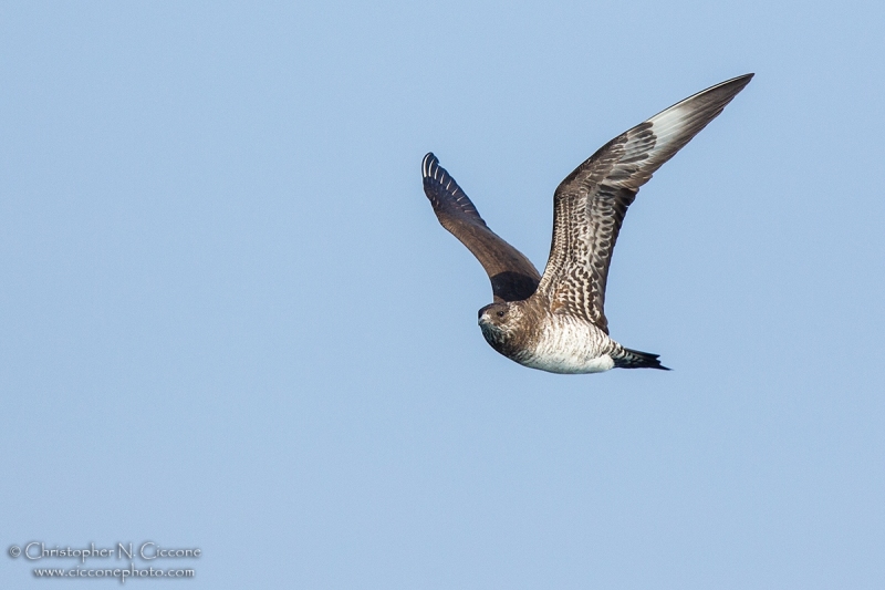 Parasitic Jaeger