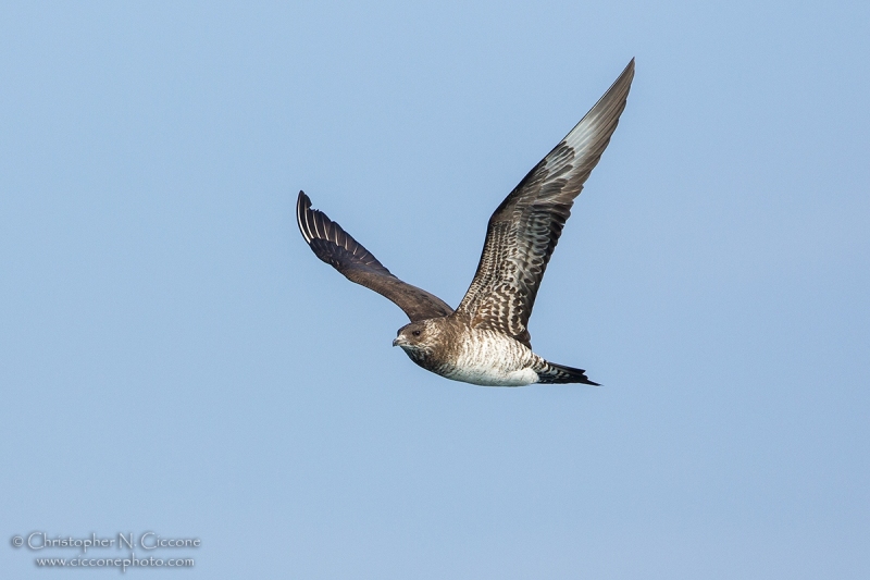 Parasitic Jaeger