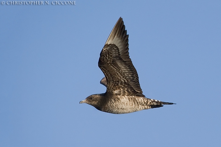 Parasitic Jaeger