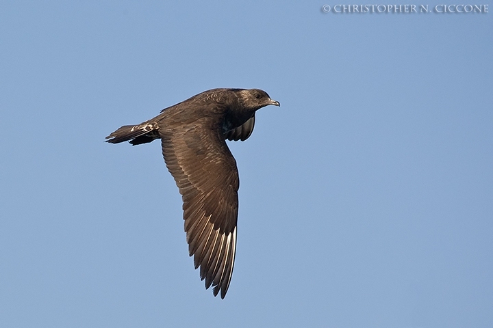 Parasitic Jaeger