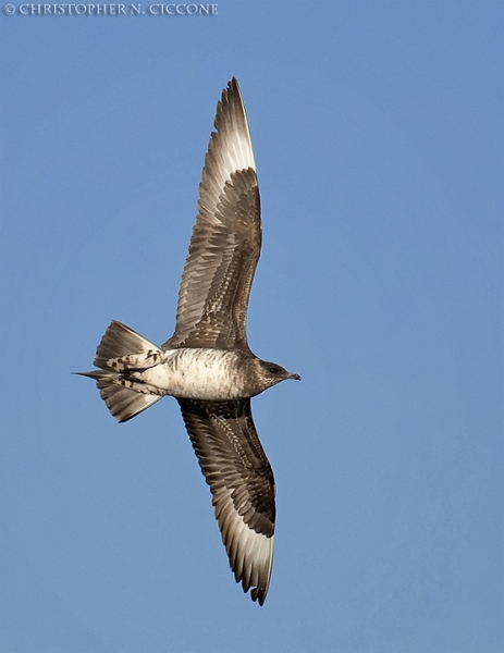 Parasitic Jaeger