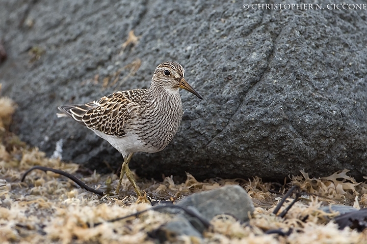 Pectoral Sandpiper