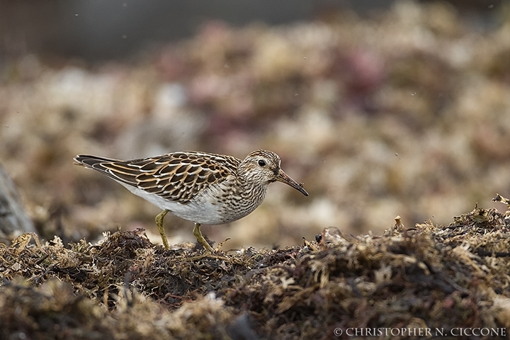 Pectoral Sandpiper