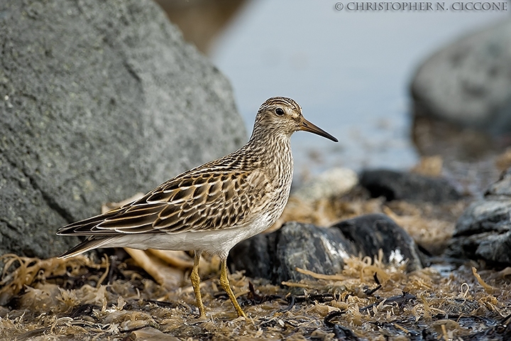 Pectoral Sandpiper