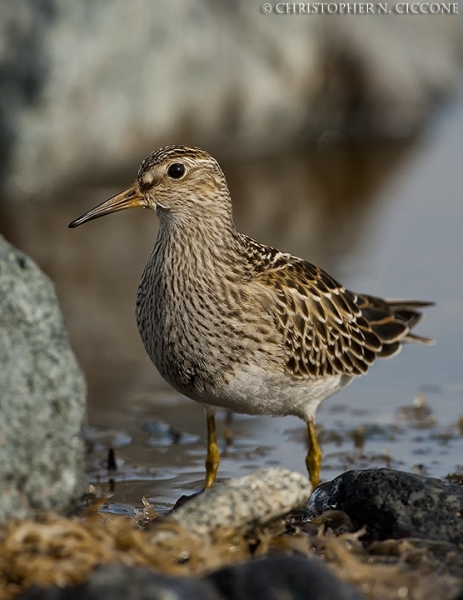 Pectoral Sandpiper