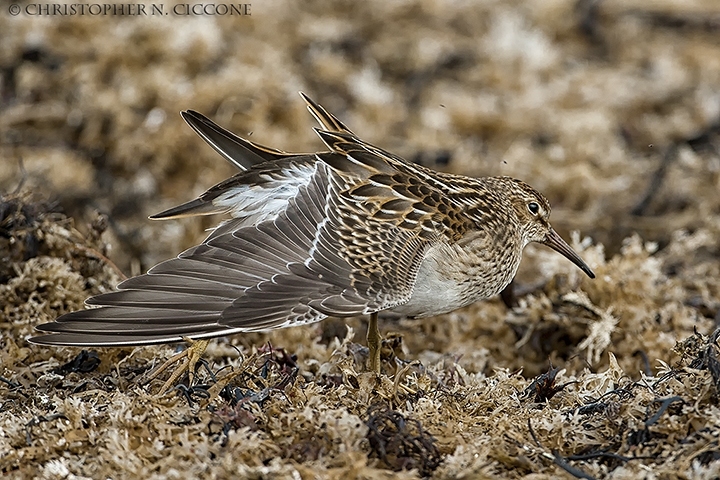 Pectoral Sandpiper