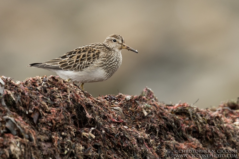 Pectoral Sandpiper