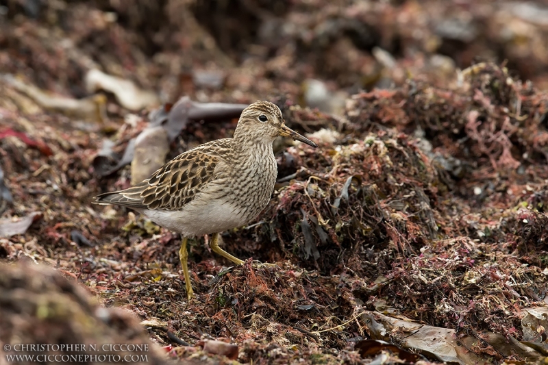 Pectoral Sandpiper